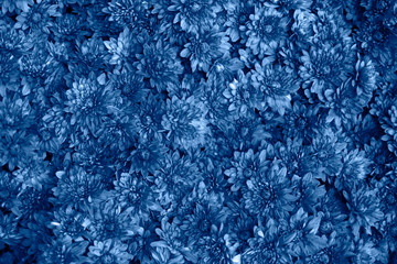 Trend color 2020 classic blue, top view, layout for design. Chrysanthemums background in trendy blue color top view, flat lay. Natural floral background closeup. Trendy color concept of the year.