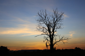 Fototapeta na wymiar Silhouette Big Durable dry tree ,Silhouette dry tree on a sky background