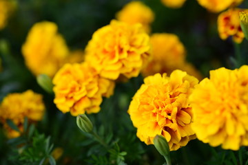 Naklejka na ściany i meble Beautiful yellow chrysanthemum blossoms in the garden