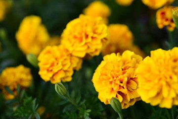 Beautiful yellow chrysanthemum blossoms in the garden