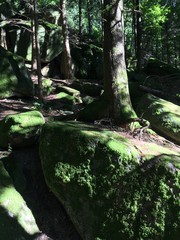 Forêt noire