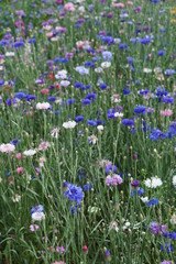 Cornflower mix 