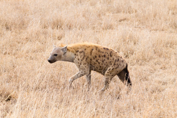Naklejka na ściany i meble Spotted hyena close up. Serengeti National Park, Tanzania, Africa