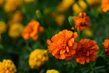 Beautiful yellow chrysanthemum blossoms in the garden