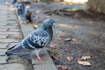 Pigeon in the park isolated from the others. Landscape orientation.