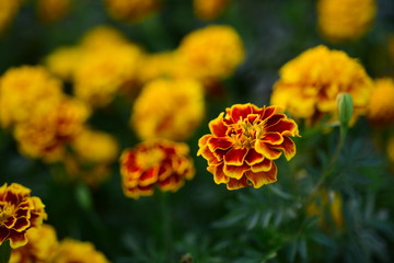 Beautiful yellow chrysanthemum blossoms in the garden