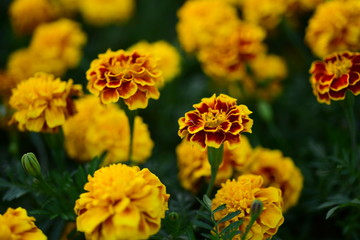 Beautiful yellow chrysanthemum blossoms in the garden
