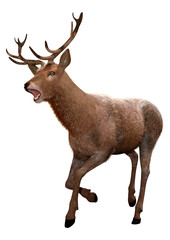 3D Rendering Male Deer on White