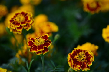 Beautiful yellow chrysanthemum blossoms in the garden