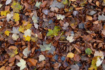 Buntes Laub Hintergrund / Leaves Background