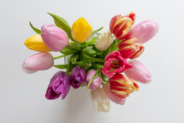 Tulpen von oben 1 - Tulips