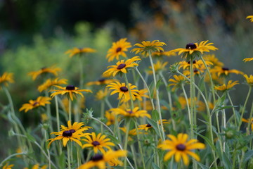 field of yellow flowers