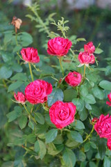 roses in the garden