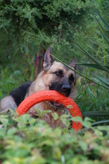 dog on the grass