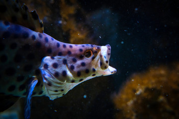 Pesci d'acquario, macro © Francesco