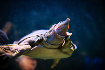 Pesci d'acquario, macro © Francesco