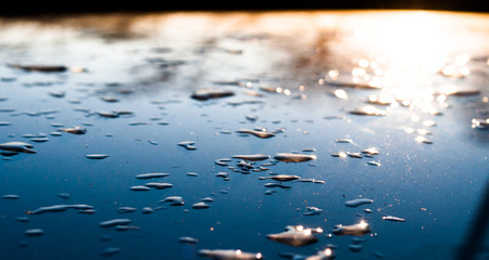 Dew Drops on a Shining Surface Under the Sunset