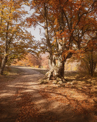 Trail in beech forest. Yellow leaves on the ground