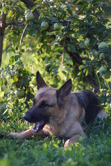  dog under the apple tree in the garden