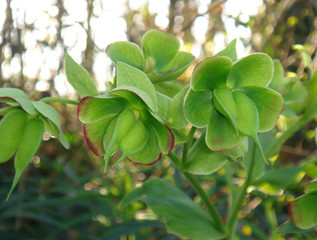 Helleborus foetidus