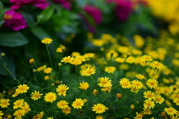 Colorful dahlia flowers on a background of the autumn landscape