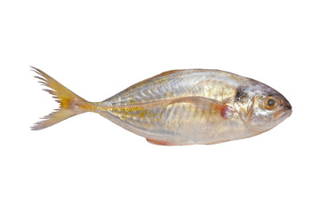 Carangidae fish with colors White background look beautiful appropriate the background , idea copy space