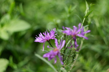 Obraz premium lilac flowers in the garden