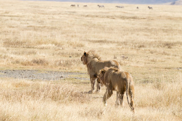 Lion on Ngorongoro Conservation Area crater, Tanzania