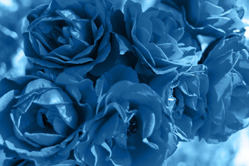 Blurred background of seven classic rose, toned in blue color. Abstract floral art design backdrop, color concept.