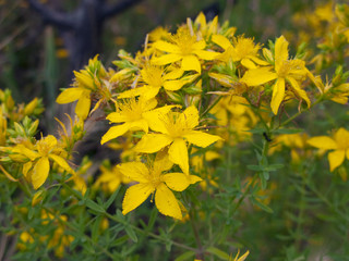 Hypericum perforatum