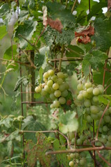  Green grapes