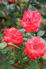 light red roses