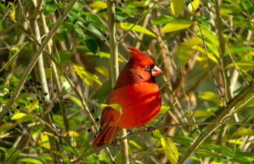 red cardinal
