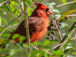 Holiday Cardinal