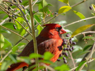 red cardinal bird on a branch