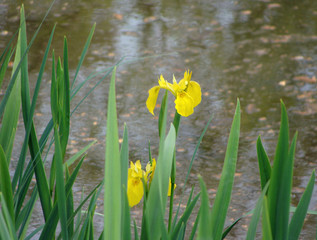 Iris pseudacorus
