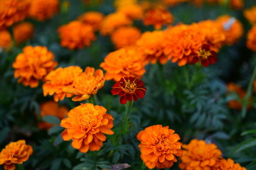 Pink, orange, yellow and white dahlia flowers and green leaves in a sunny summer garden
