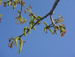 Juglans nigra