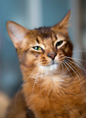 fluffy red cat with green eyes (Somali breed) ,small depth of sharpness
