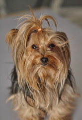 yorkshire terrier on the grey background