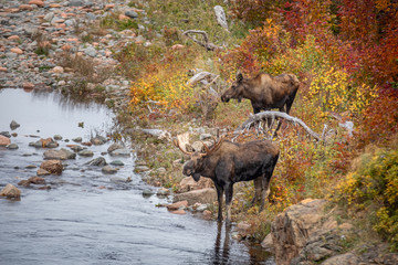 A pair of moose stop for a drink from a stream just off the Cabot trail on Cape Breton, Nova Scotia...