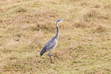 Black headed heron bird close up. Ngorongoro Conservation Area crater, Tanzania