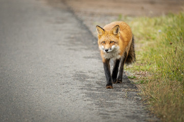 A hungry fox looking for food by the roadside