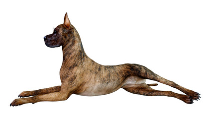 3D Rendering Great Dane Dog on White - obrazy, fototapety, plakaty