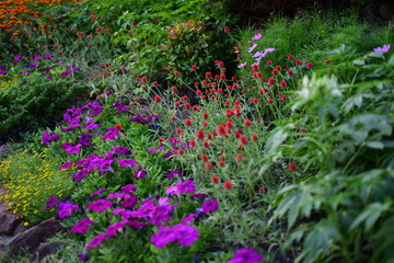 park with flower bed of green spaces, plants on sunny summer garden with landscaping, nobody.