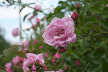 Closeup of a Rose in a Spring Garden