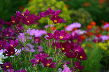 sunlight and cosmos flower on field with vintage toned.