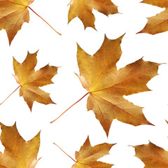 Seamless pattern of autumn maple leaves isolated on a white background. Colorful texture for wrapping paper, textile, and web design