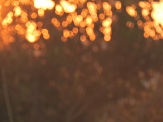 Bokeh background sunlight