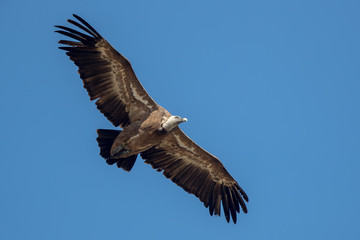 Fototapeta premium Griffon Vulture Flying